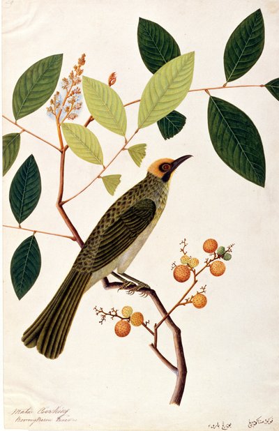 Mata Cooching, aus Zeichnungen von Vögeln aus Malakka, ca. 1805-18 von Chinese School